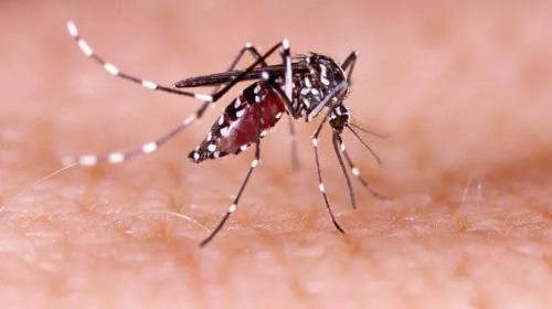 Idosa de 76 anos falece em Tupã por complicações causadas pela dengue