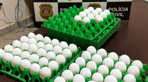 Polícia Civil de Rinópolis recupera ovos furtados de granja