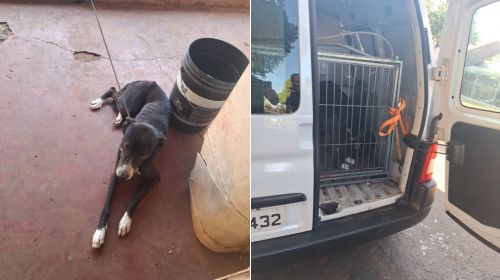 Cão amarrado e sem comida é resgatado em Ação da polícia civil e da prefeitura de Tupã; tutor for preso