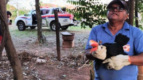 Tucano fica preso em árvore e é resgatado pela Defesa Civil em Bastos