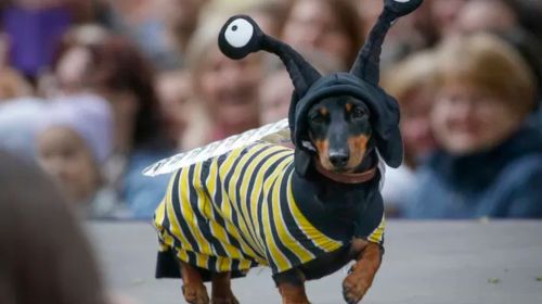 Tupã terá 1ª Festa de São Francisco com bênção dos pets e desfile de fantasias