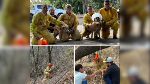 Bombeiros resgatam cachorro preso em penhasco de 25 metros em Marília