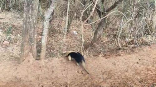 Tamanduá-mirim resgatado em Garça é devolvido à natureza em Marília