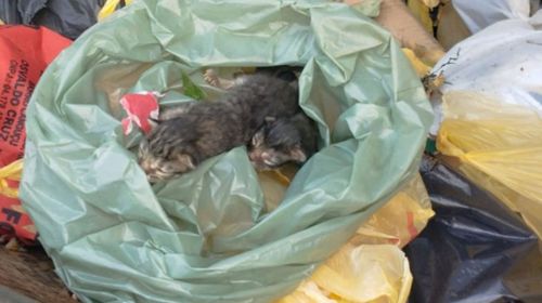 Coletores resgatam dois gatos vivos dentro de saco de lixo prestes a ser compactado