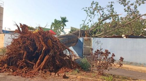 Árvore de grande porte cai nos fundos da creche Cíntia Reis em Tupã