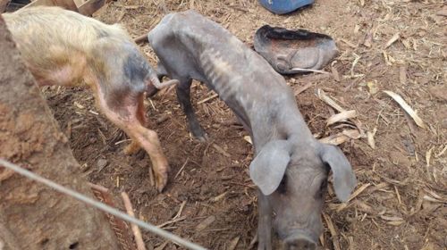 Animais debilitados são encontrados em propriedade rural de Bastos