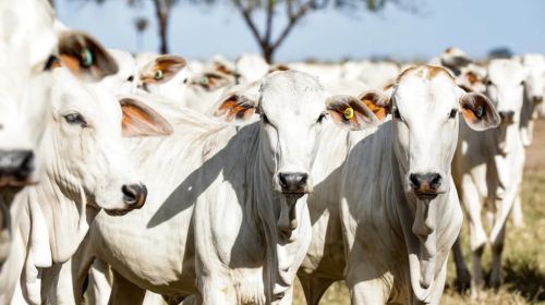 Campanha de Atualização de Rebanhos segue até 15 de dezembro