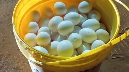 Homem é preso em flagrante após furtar balde de ovos de granja em Bastos