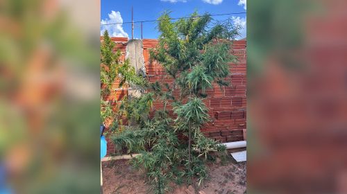Arbustos de dois metros revelam cultivo de maconha em Quintana; homem é preso