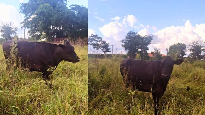 Gado furtado é localizado no bairro Três Vendas e devolvido ao dono em Tupã