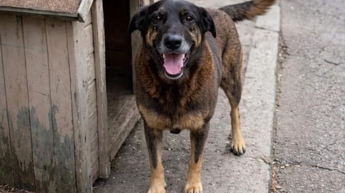 Caso Orelha: polícia pede internação de adolescente envolvido no crime