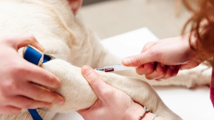 Tupã inicia censo de cães com exames para detectar leishmaniose em vários bairros da cidade