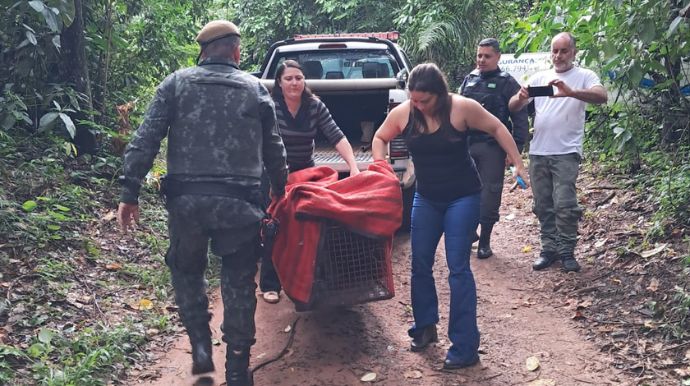 Onça-parda é resgatada de árvore a 6 metros de altura em empresa de transportes em Marília