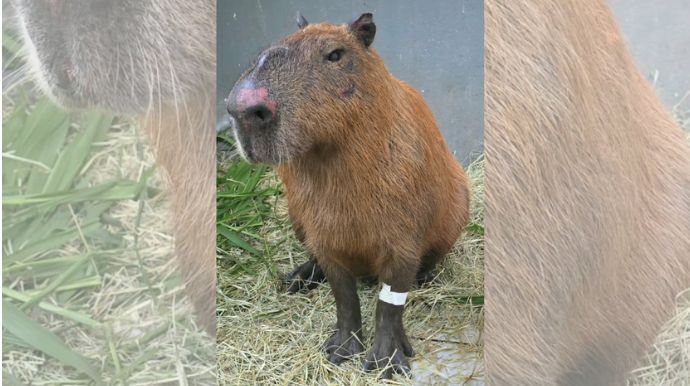 Capivara agredida no RJ leva à 1ª aplicação do “Decreto Cão Orelha” e multas somam R$ 160 mil