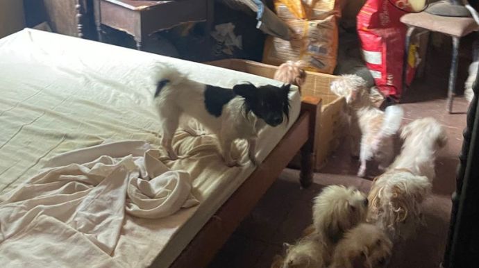 15 cães são resgatados em situação de maus-tratos em Ourinhos; responsável é multada em R$ 45 mil