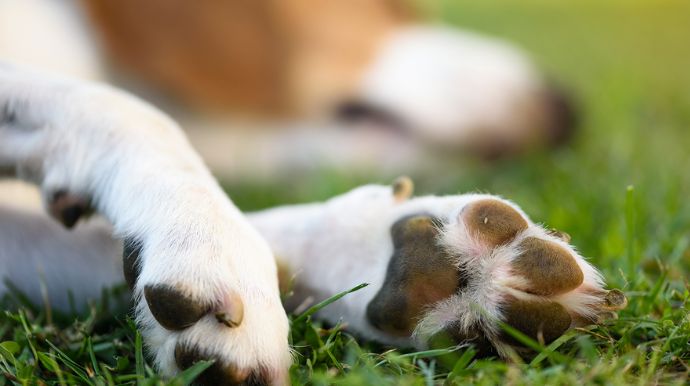Calor e unhas longas podem ferir patas de pets; veterinária alerta para cuidados diários