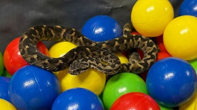 Jararaca é encontrada em piscina de bolinhas de restaurante em Suzano