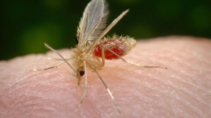 Saúde confirma caso de leishmaniose visceral humana em Tupã