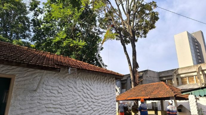 Prefeitura inicia retirada de árvores no entorno do Solar Luiz de Souza Leão após queda atingir telhado do museu