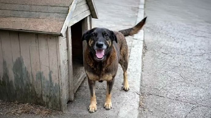 MP pede arquivamento de investigação sobre morte do cão Orelha em Florianópolis