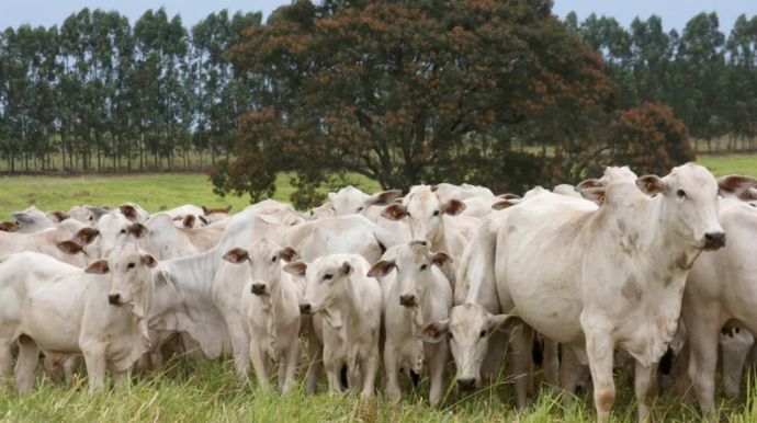Prefeitura e Defesa Agropecuária iniciam campanha obrigatória de atualização dos rebanhos em Tupã