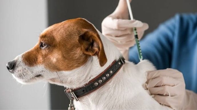 Vacinação antirrábica de cães e gatos em Tupã será feita apenas com agendamento a partir de segunda-feira