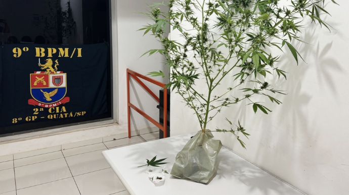 Homem é levado à CPJ após PM encontrar pés de maconha e sementes em residência em Quatá