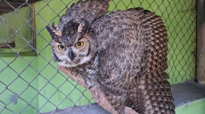 Zoológico da Cidade da Criança recebe maior coruja das Américas, resgatada pela PM