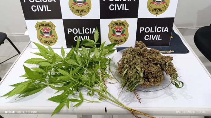 Polícia Civil apreende pés de maconha e porção da droga em residência de Queiroz