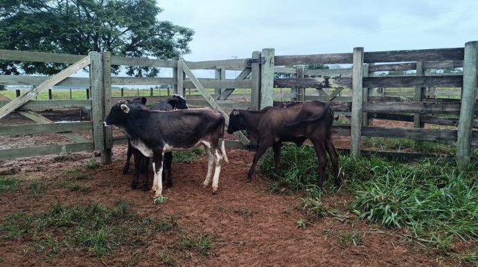 Bezerros furtados em Herculândia são encontrados após tentativa de venda online