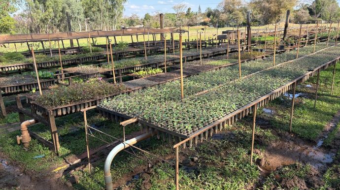 Tupã orienta moradores sobre proibição da planta murta no Estado de São Paulo
