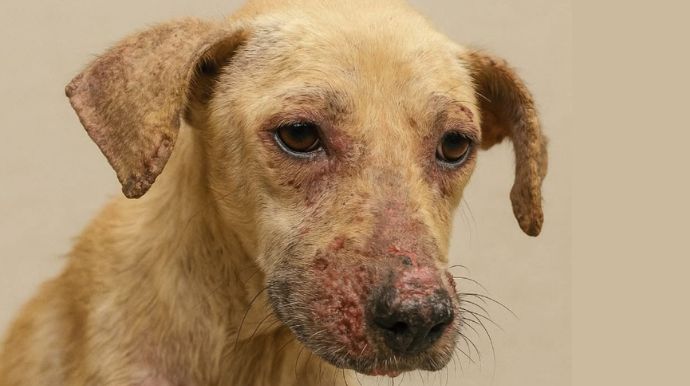 Clínicas veterinárias terão 48 horas para informar casos de leishmaniose em Tupã