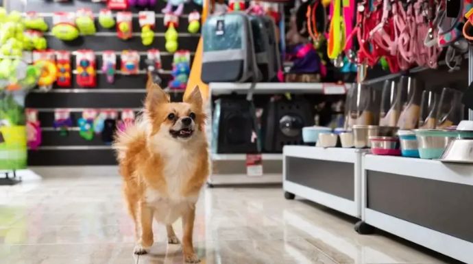 Sebrae abre projeto para fortalecer negócios do setor pet em Tupã