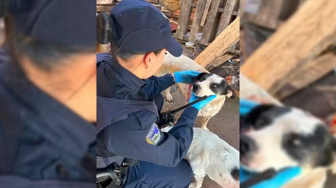 Homem é preso após cortar orelha de cachorro com faca em Botucatu