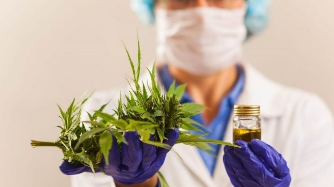 Cannabis medicinal já beneficiou 530 pacientes pelo SUS em São Paulo