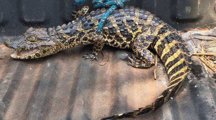 Filhote de jacaré é encontrado em condomínio de chácaras após fortes chuvas