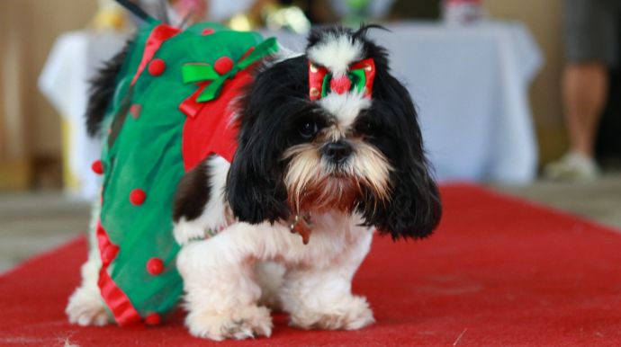 2ª Festa de São Francisco terá bênção dos animais e concurso de cães em Tupã