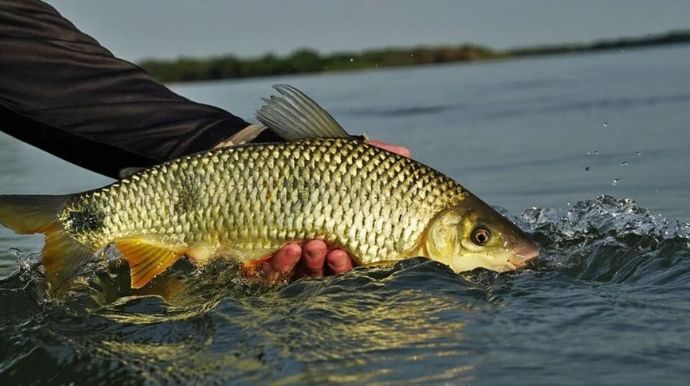 Pesca de espécies nativas será proibida a partir de domingo (1º); Polícia Ambiental intensifica fiscalização